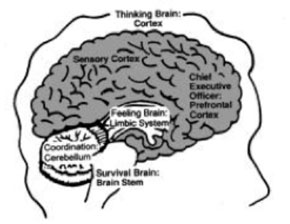 Brain based